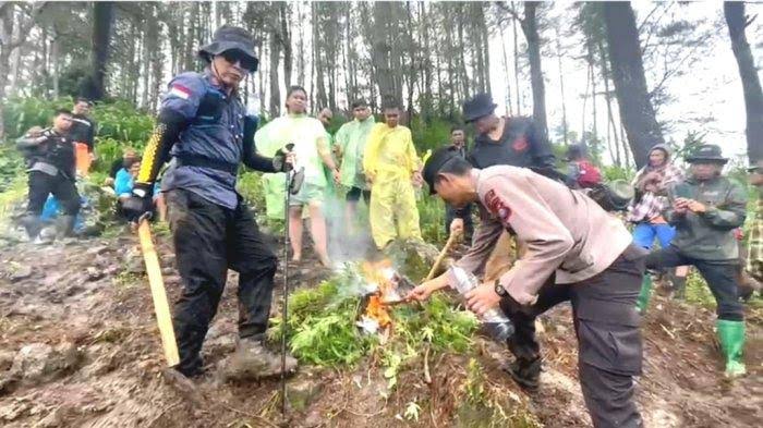 Polisi Ungkap Ladang Ganja di Bone, Pemiliknya Mahasiswa Pencinta Alam yang Sudah DO 